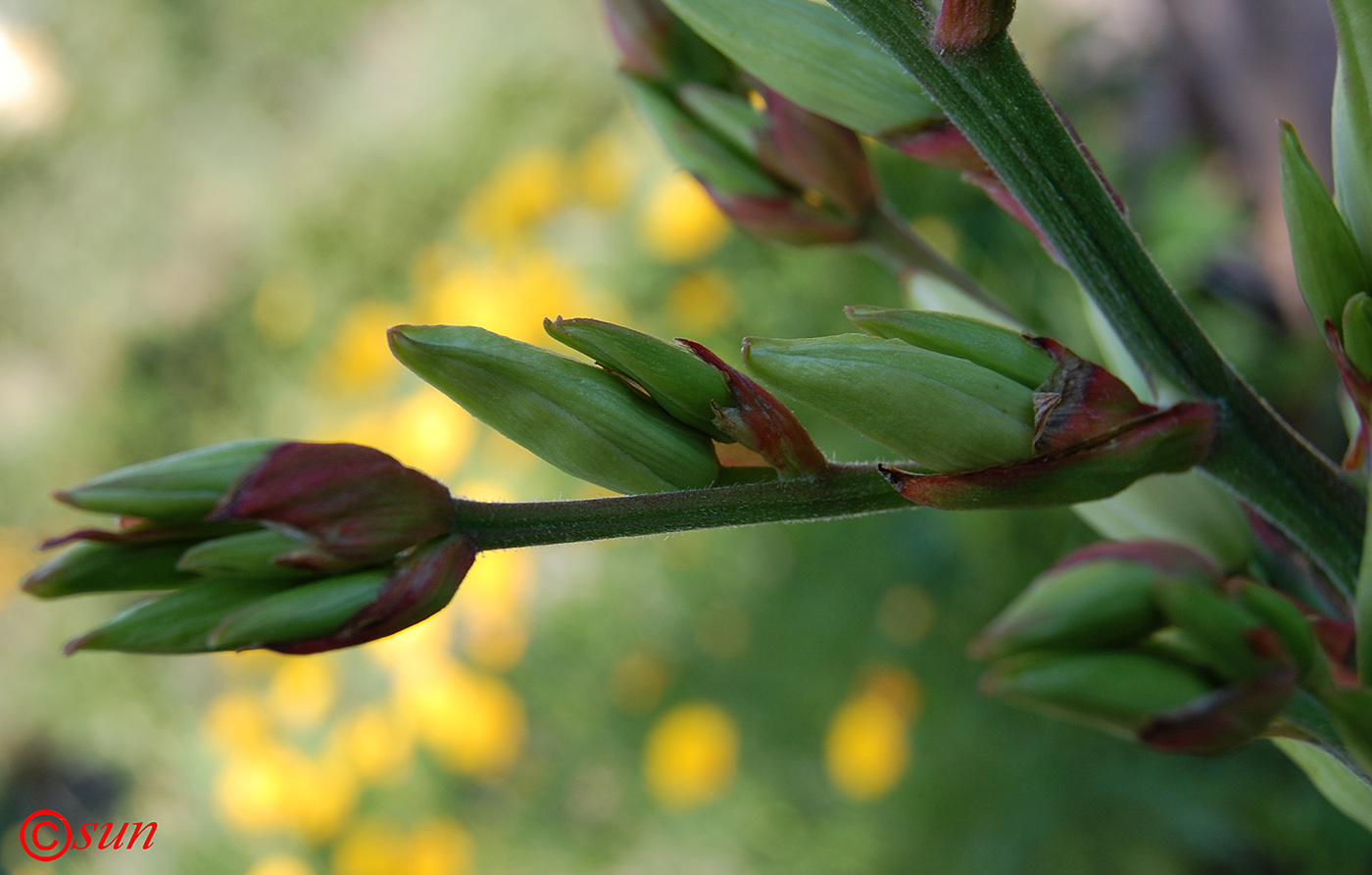 Изображение особи Yucca gloriosa.