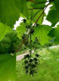 Acer pseudoplatanus