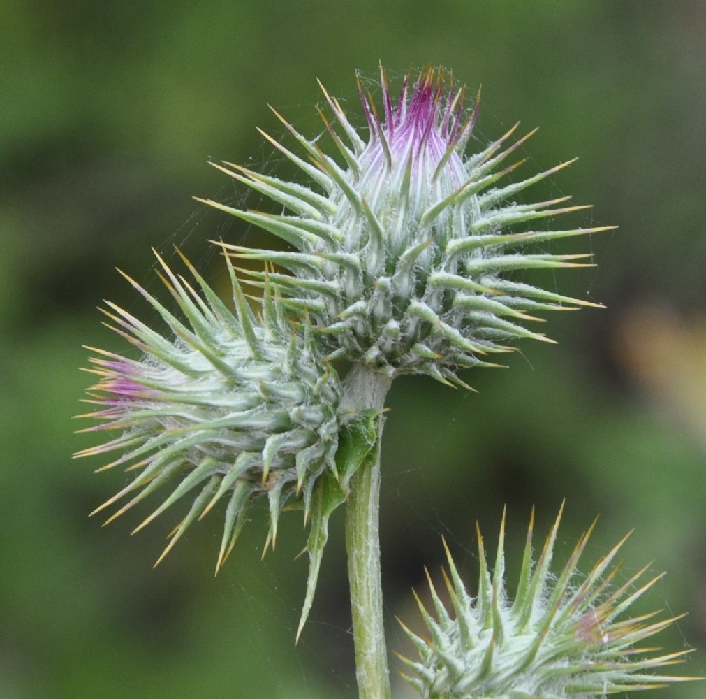 Изображение особи Lamyra stricta.