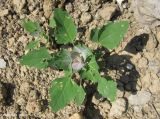 Chenopodium album. Молодое растение. Новосибирская обл., Новосибирский сельский р-н, р.п. Краснообск. 03.07.2014.