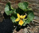 Viola caucasica