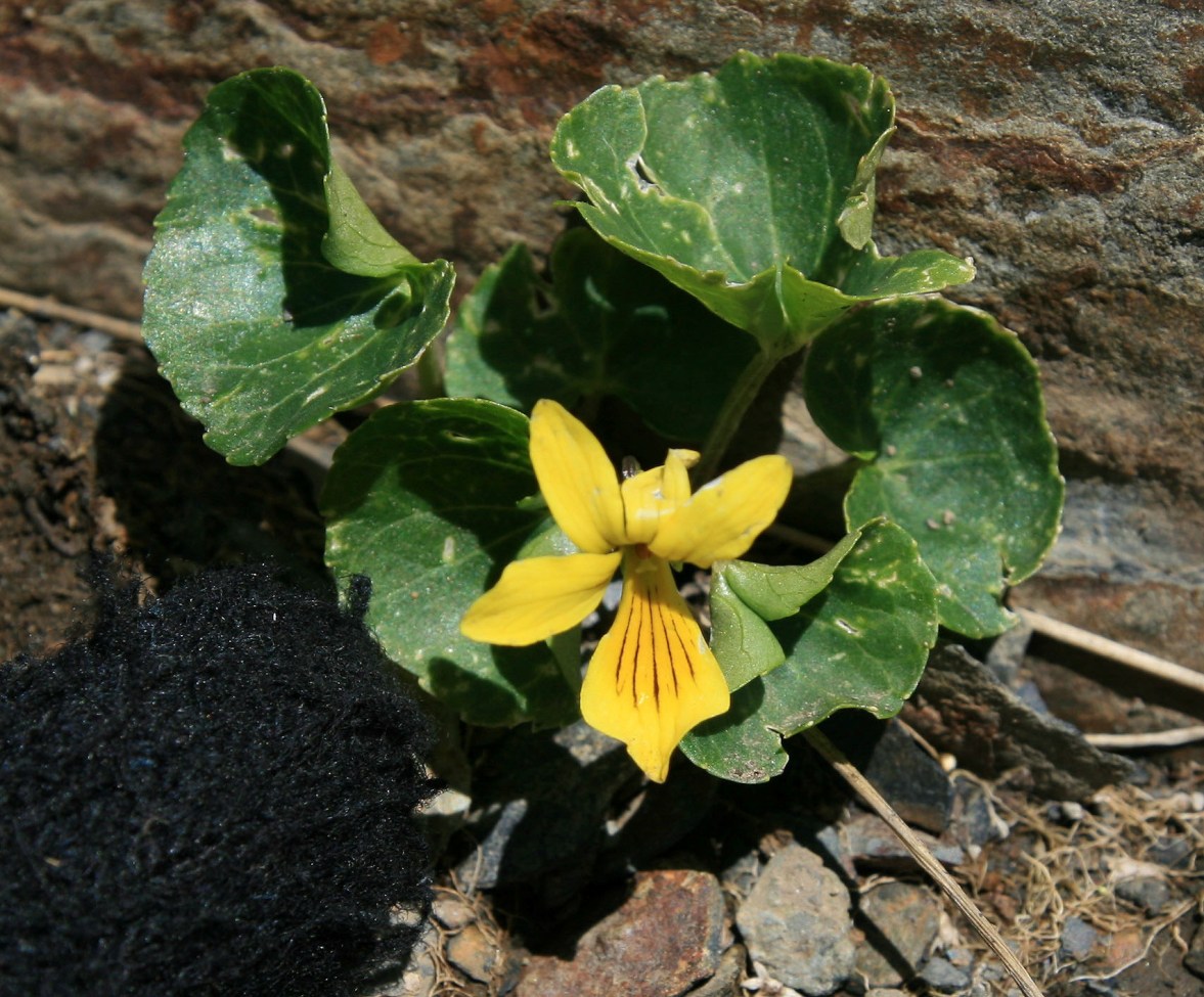 Изображение особи Viola caucasica.