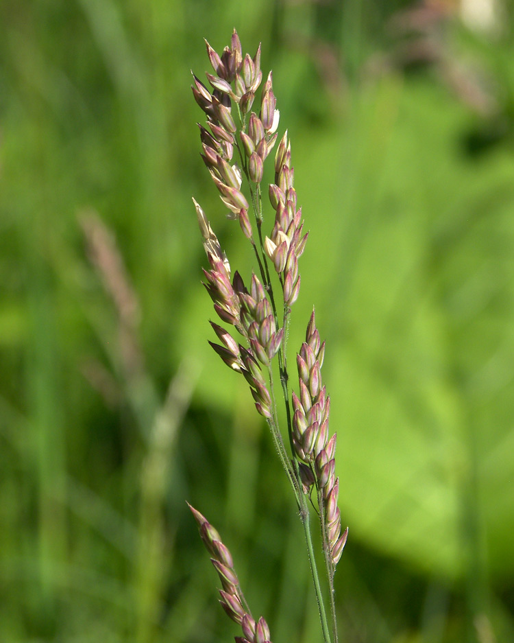 Изображение особи Holcus lanatus.