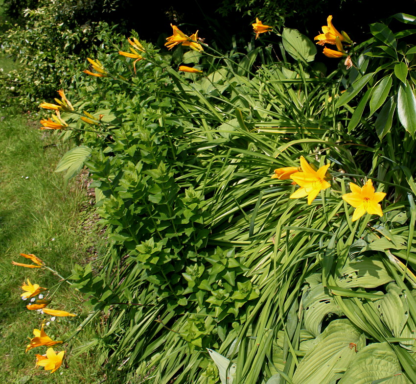 Изображение особи Hemerocallis middendorffii.