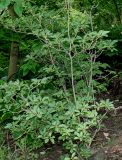 Enkianthus campanulatus. Вегетирующее растение. Германия, г. Дюссельдорф, Ботанический сад университета. 03.06.2014.