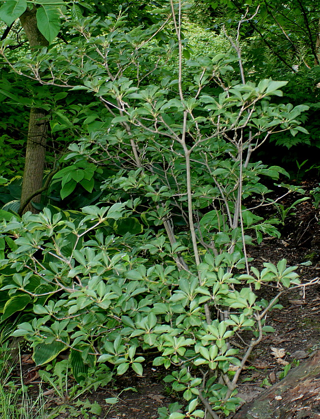 Изображение особи Enkianthus campanulatus.