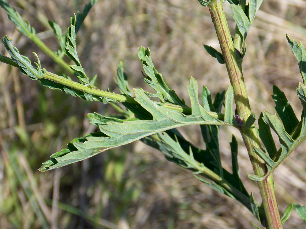 Image of Senecio grandidentatus specimen.