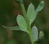 Fibigia clypeata