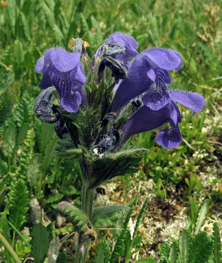 Image of Dracocephalum grandiflorum specimen.