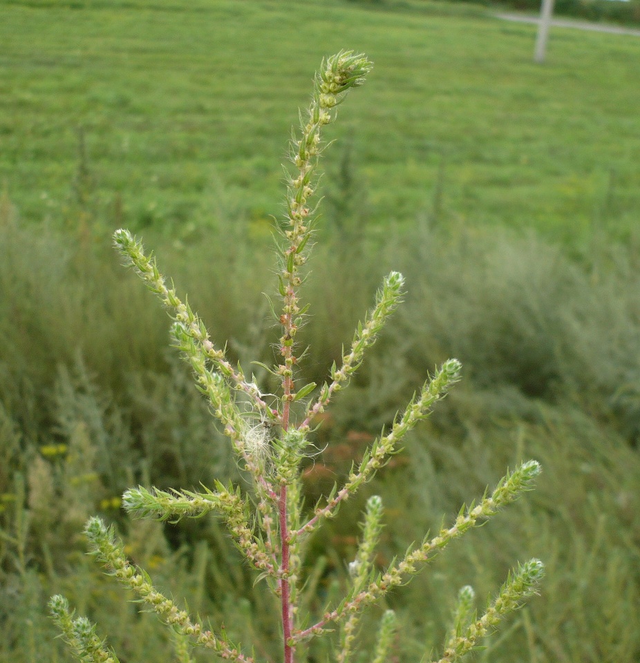 Image of Bassia scoparia specimen.
