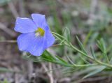 Linum austriacum. Цветок. Украина, Кировоградская обл., Устиновский р-н, ландшафтный заказник \"Урочище Монастырище\". 05.10.2013.