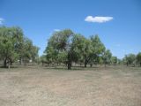 Populus diversifolia