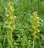 Dactylorhiza viridis