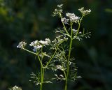 Coriandrum sativum. Верхушка цветущего растения. Московская обл., Раменский р-н, окр. дер. Хрипань, садовый участок. 25.07.2014.