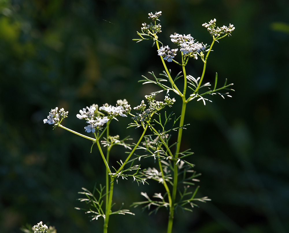 Image of Coriandrum sativum specimen.