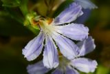 Scaevola crassifolia