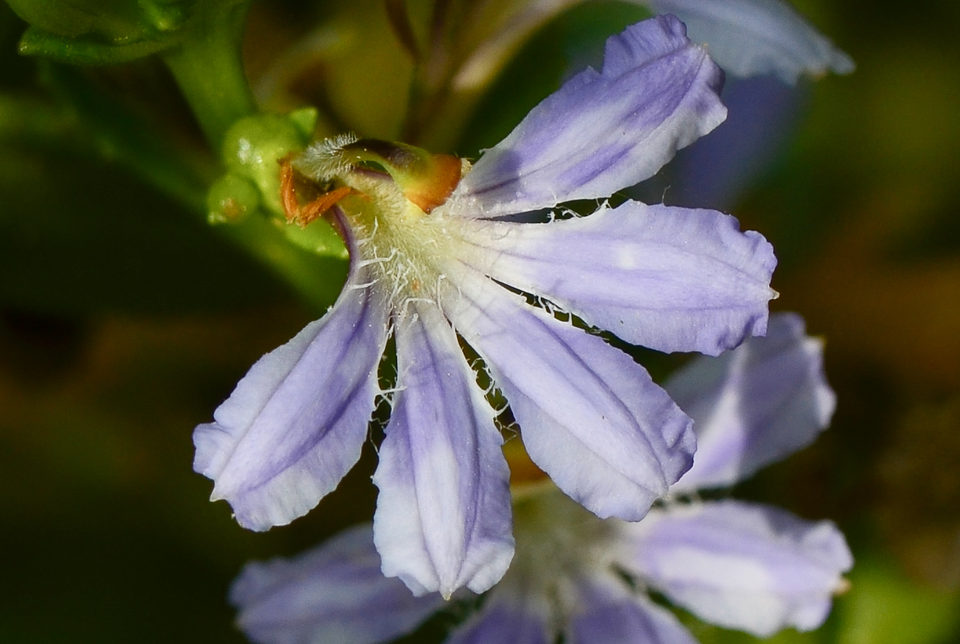 Изображение особи Scaevola crassifolia.