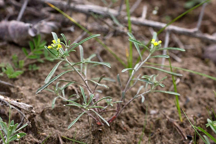 Изображение особи Meniocus linifolius.