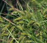 Carex vesicaria. Верхушка отцветающего растения. Московская обл., Раменский р-н, окр. ж.-д. платформы Хрипань, просека под ЛЭП. 24.05.2014.