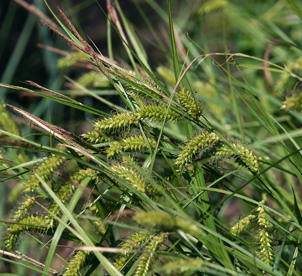 Изображение особи Carex vesicaria.