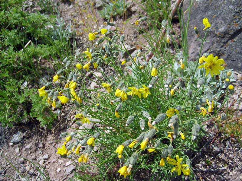 Изображение особи Youngia tenuifolia.