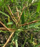 Lathyrus sylvestris