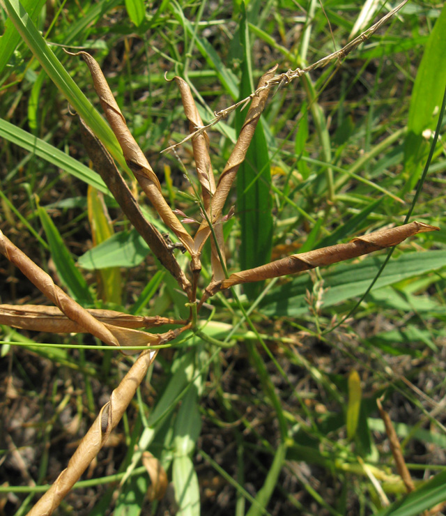 Изображение особи Lathyrus sylvestris.