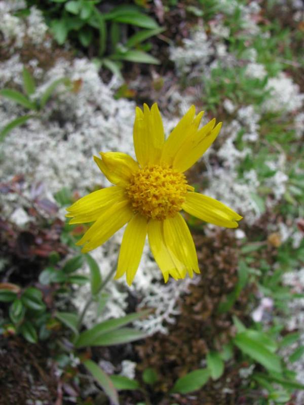 Изображение особи Arnica fennoscandica.