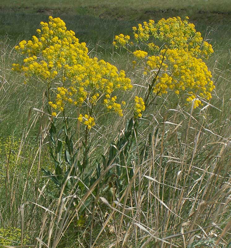 Изображение особи Isatis tinctoria.