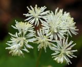 Thalictrum filamentosum