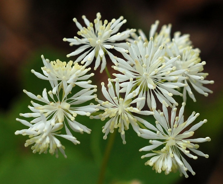 Изображение особи Thalictrum filamentosum.