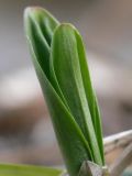 Allium ochotense. Молодые листья. Камчатский край. Елизовский р-н, каменноберезовый лес.