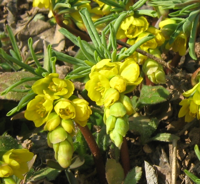 Image of Gymnospermium odessanum specimen.