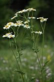 Pyrethrum corymbosum. Верхушка цветущего растения. Белгородская обл., окр. пос. Борисовка, Острасьев Яр, остепнённый луг у опушки байрачной дубравы. 30.06.2009.