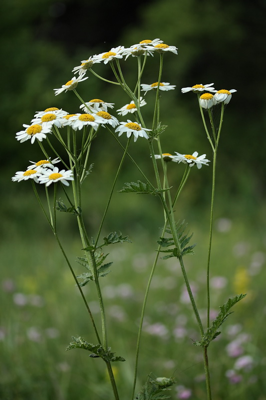 Изображение особи Pyrethrum corymbosum.