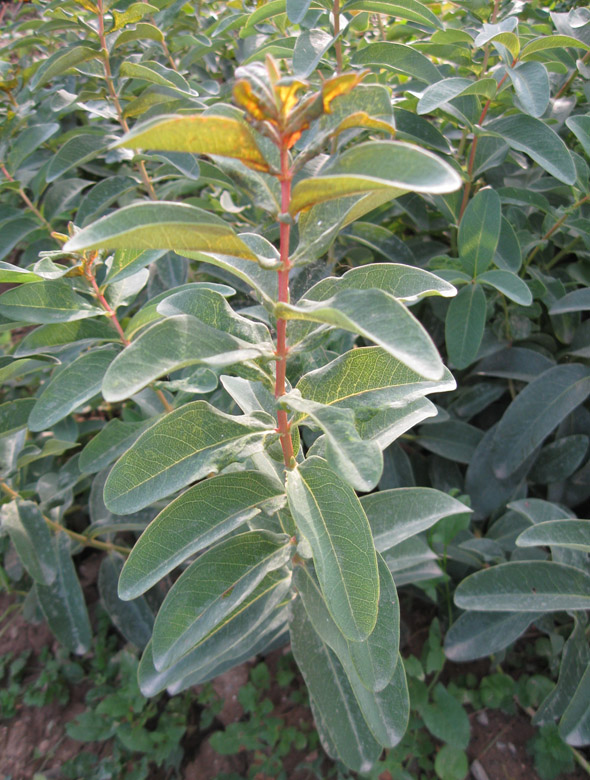 Image of Hypericum calycinum specimen.