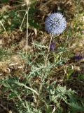 Echinops chantavicus. Верхушка растения с соцветием. Кыргызстан, Чуйская обл., предгорье, луг перед склоном восточнее с. Орто-Сай. 27.06.2015.