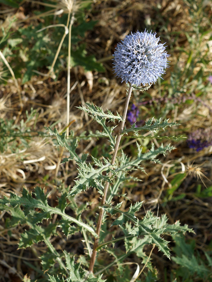 Изображение особи Echinops chantavicus.