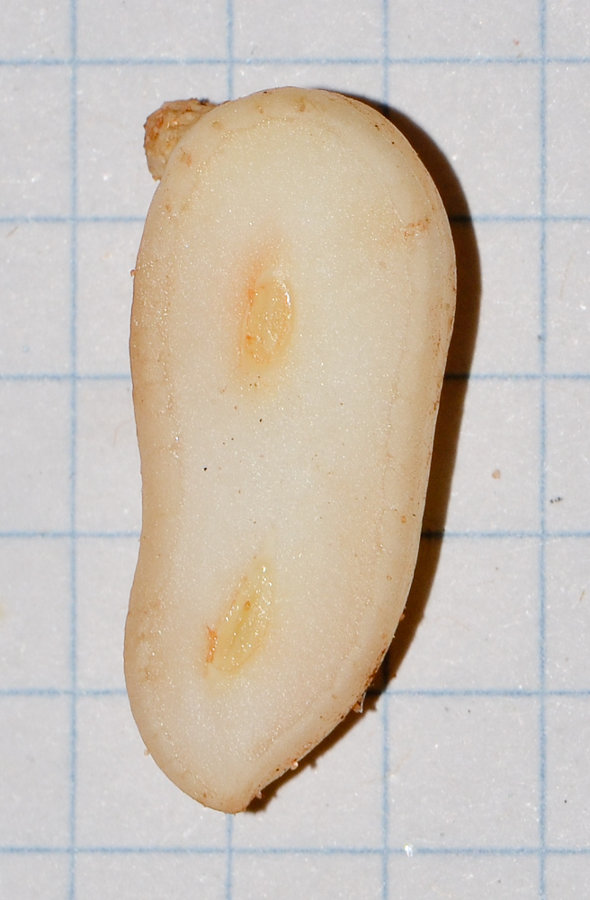 Image of Arachis hypogaea specimen.