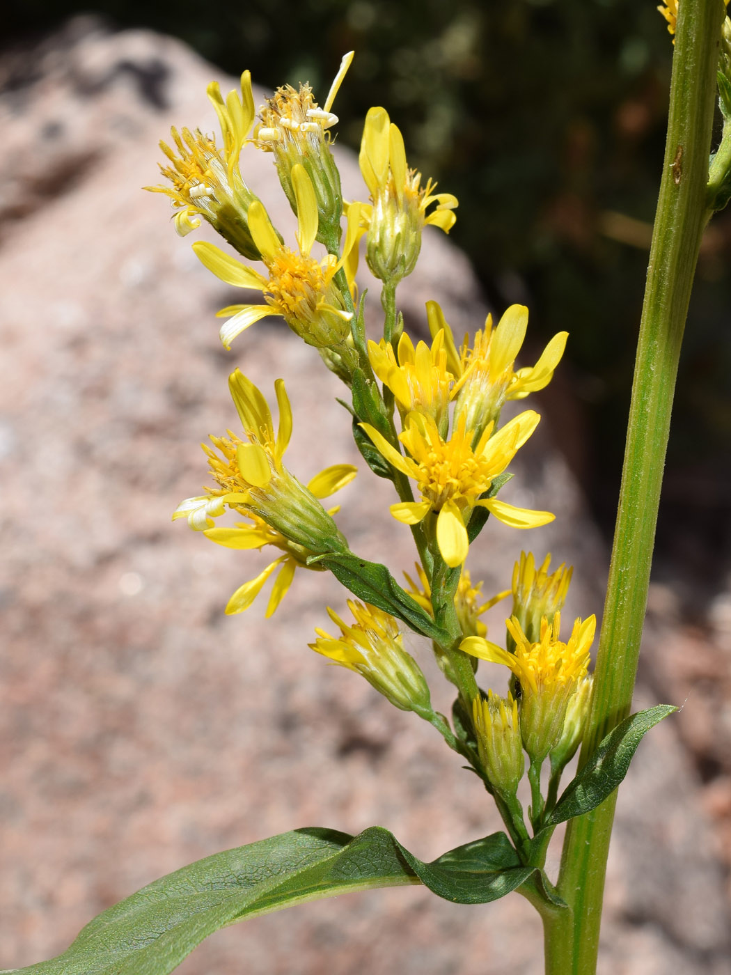 Image of Solidago virgaurea ssp. dahurica specimen.