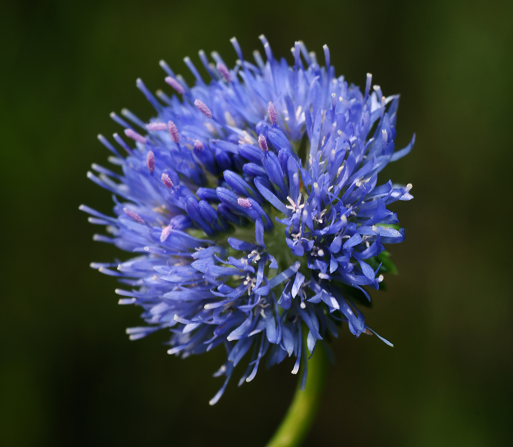 Image of Jasione montana specimen.