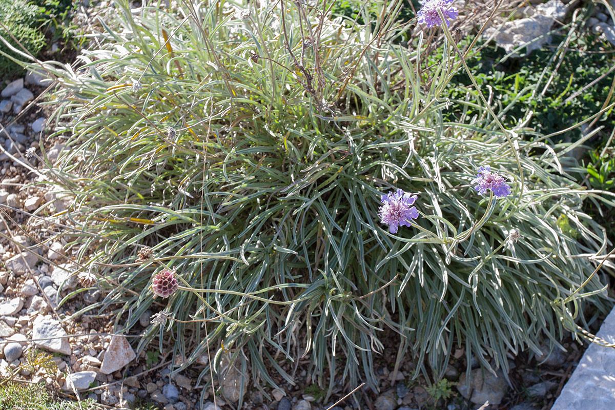 Image of Lomelosia graminifolia specimen.