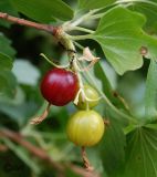 Ribes aureum