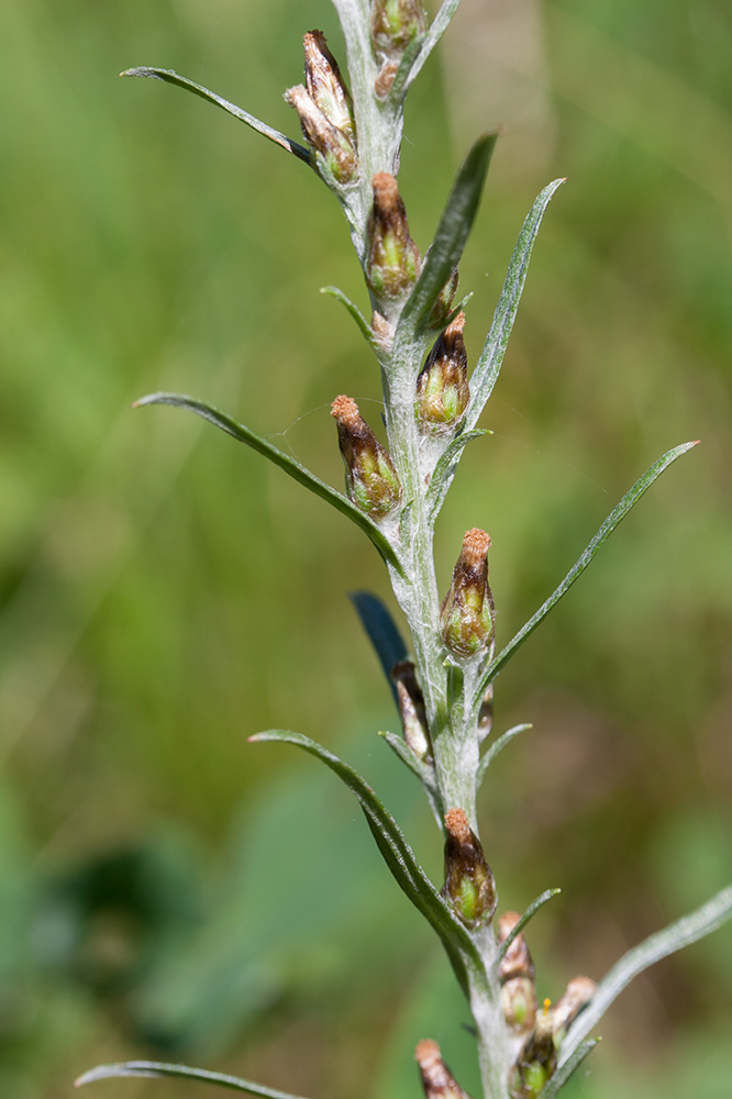 Image of Omalotheca sylvatica specimen.