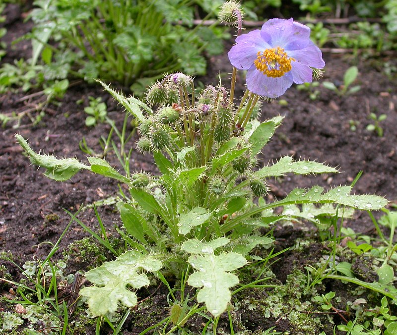 Image of Meconopsis aculeata specimen.