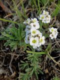 Ptilotrichum tenuifolium