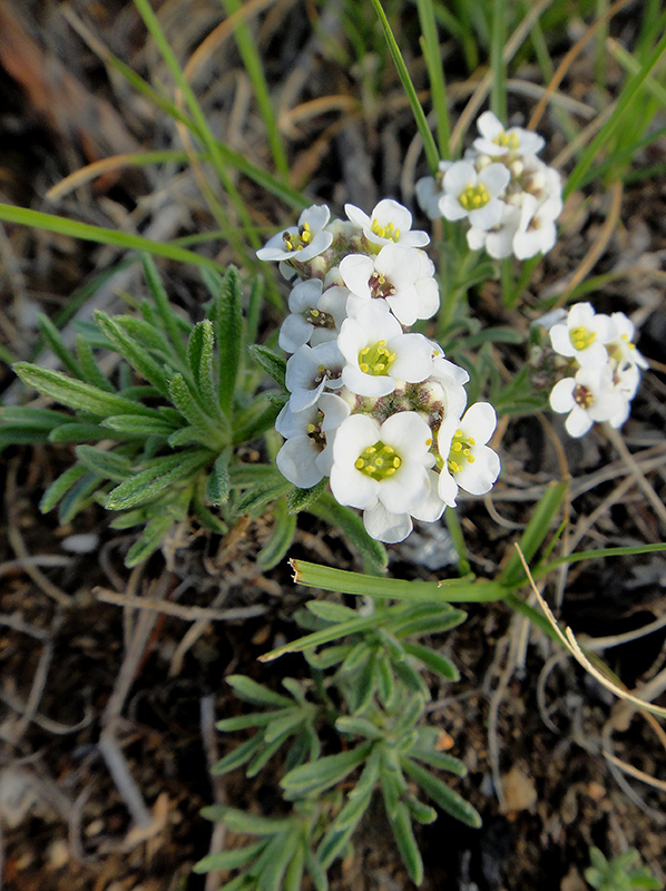 Изображение особи Ptilotrichum tenuifolium.