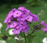 Phlox paniculata