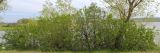 Syringa vulgaris. Расцветающие растения. Ростовская обл., Неклиновский р-н, Самбекское с/п, дол. р. Самбек, на плотине пруда. 29.04.2015.