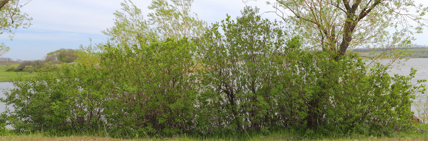 Изображение особи Syringa vulgaris.